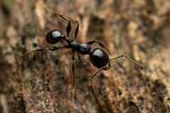Pheidole variabilis praedo