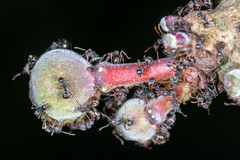 Dolichoderus thoracicus