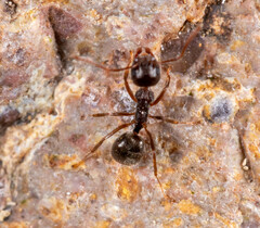 Dolichoderus thoracicus