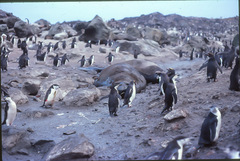 Pygoscelis antarcticus