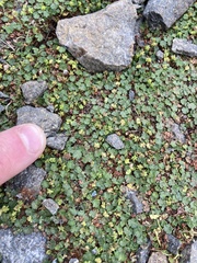 Hydrocotyle sibthorpioides