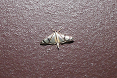 Glyphodes quadrimaculalis