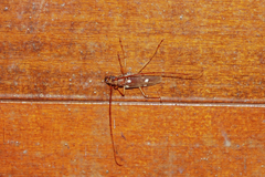 Eburiomorpha guttata