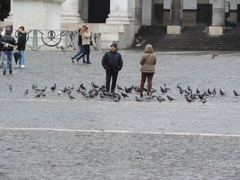 Columba livia domestica