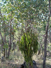Amyema miquelii