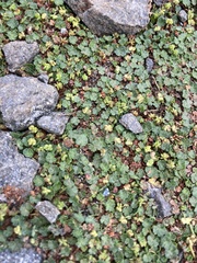 Hydrocotyle sibthorpioides