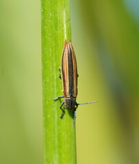 Eurispa vittata