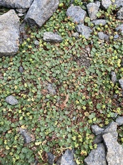 Hydrocotyle sibthorpioides
