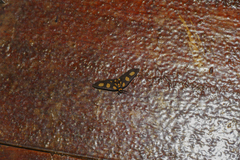 Pseudeuchromia maculifera