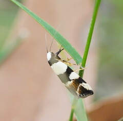 Zonopetala decisana