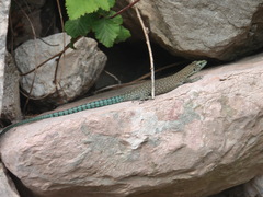 Dalmatolacerta oxycephala