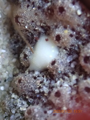 Cadlina flavomaculata