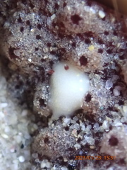 Cadlina flavomaculata