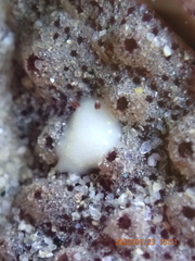 Cadlina flavomaculata