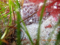 Cadlina flavomaculata