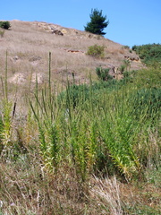 Reseda luteola