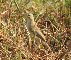 Iduna caligata