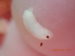 Cadlina flavomaculata