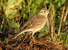 Anthus rufulus