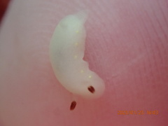 Cadlina flavomaculata