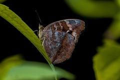 Junonia erigone