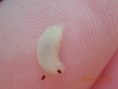 Cadlina flavomaculata