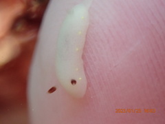 Cadlina flavomaculata