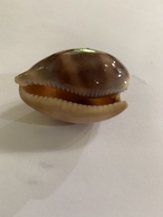 Lyncina vitellus