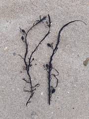 Carpophyllum maschalocarpum