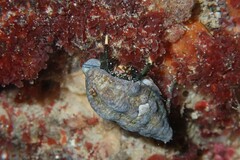 Clibanarius virescens