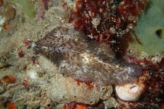 Thysanozoon brocchii