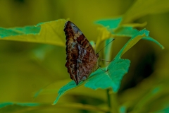 Junonia erigone
