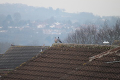 Columba palumbus