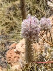 Ptilotus exaltatus