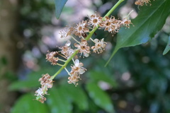 Prunus lusitanica