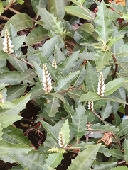 Acanthus ilicifolius