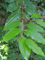 Prunus lusitanica