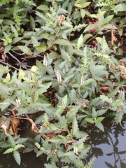 Acanthus ilicifolius