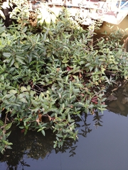 Acanthus ilicifolius