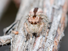 Pseudomogrus vittatus