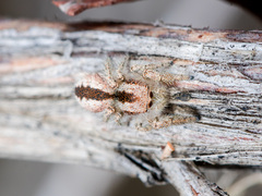 Pseudomogrus vittatus