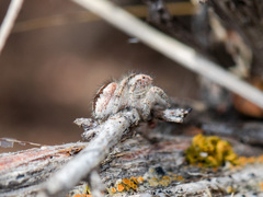 Pseudomogrus vittatus