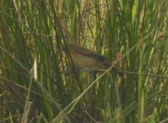 Acrocephalus agricola