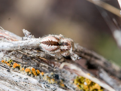 Pseudomogrus vittatus