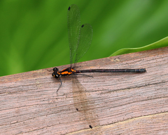 Austroargiolestes chrysoides