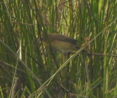 Acrocephalus agricola