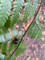 Heilipodus degeeri