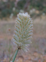Ptilotus macrocephalus