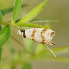 Chezala brachypepla