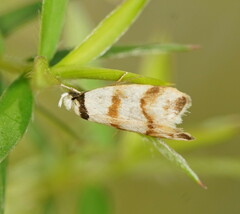 Chezala brachypepla